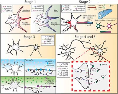 SNARE-Mediated Exocytosis in Neuronal Development